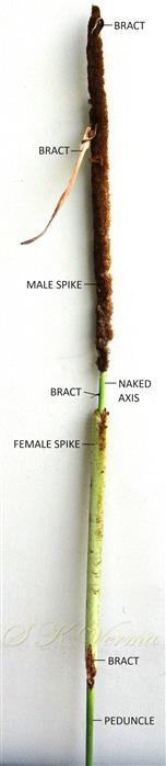  Inflorescence